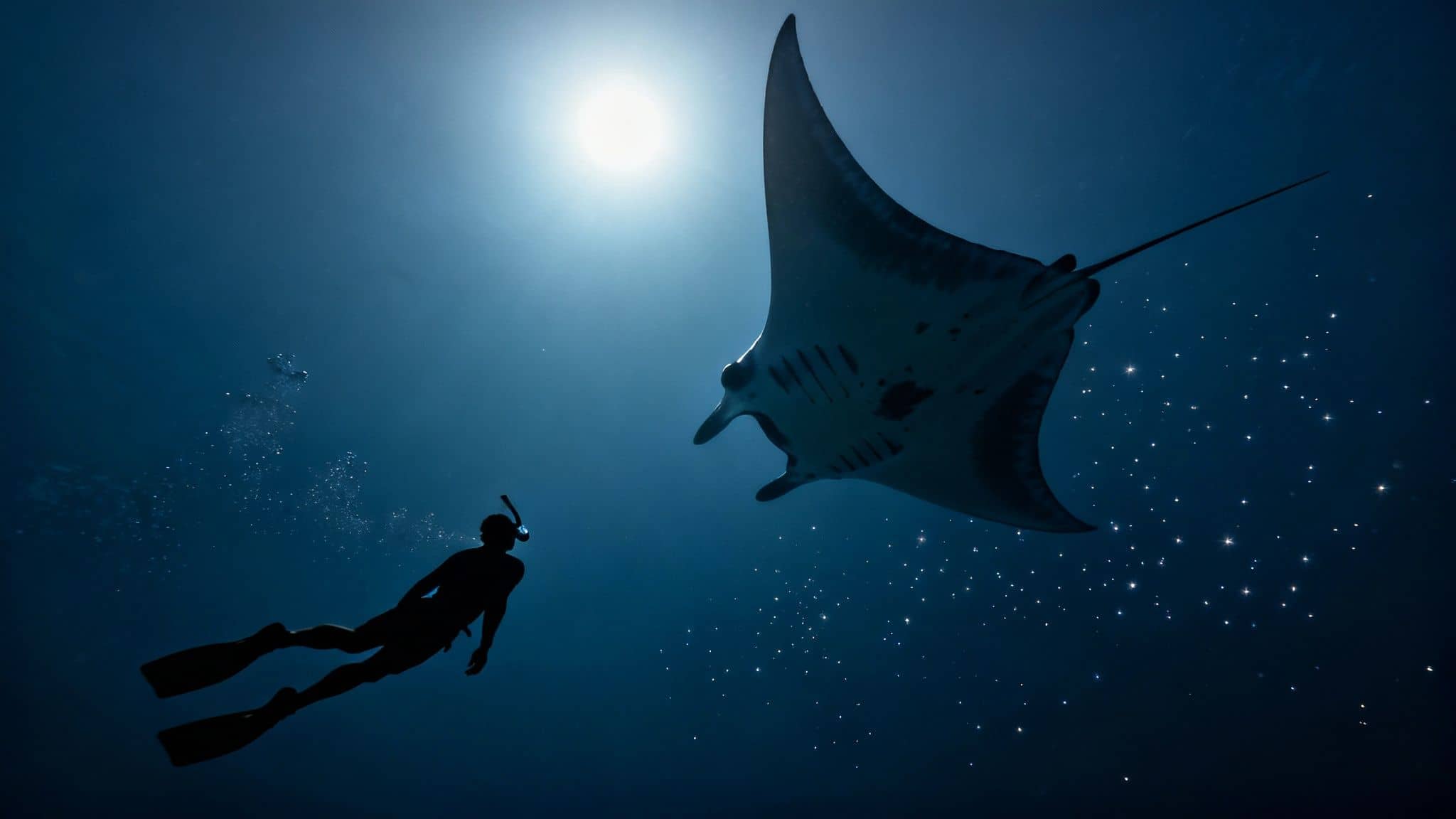 A snorkeler swims underwater, silhouetted against the bright sun, looking at a magnificent manta ray.