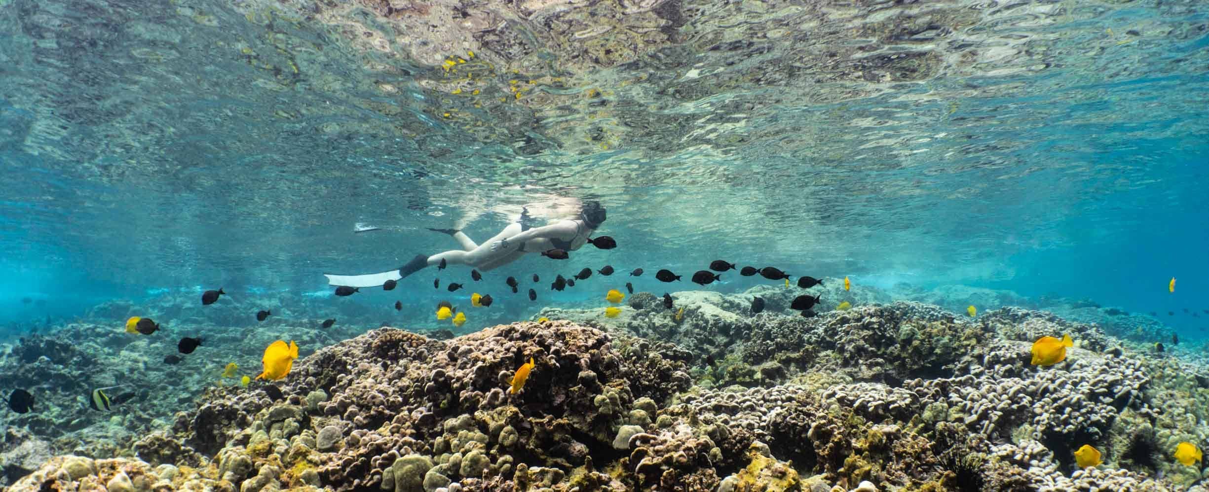 A snorkeler gliding over coral with a school of yellow tangs