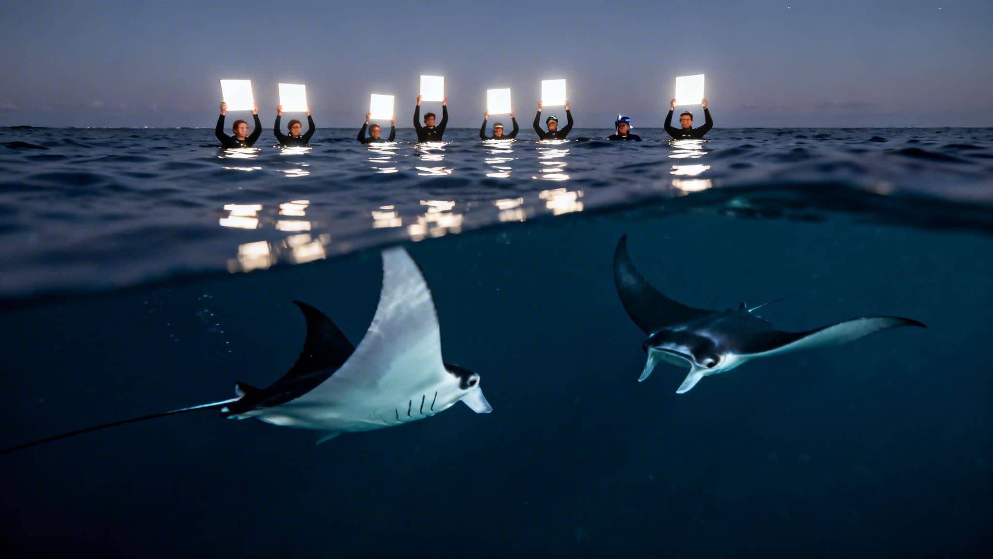 Above and below water view of people holding lights to attract two manta rays at night.