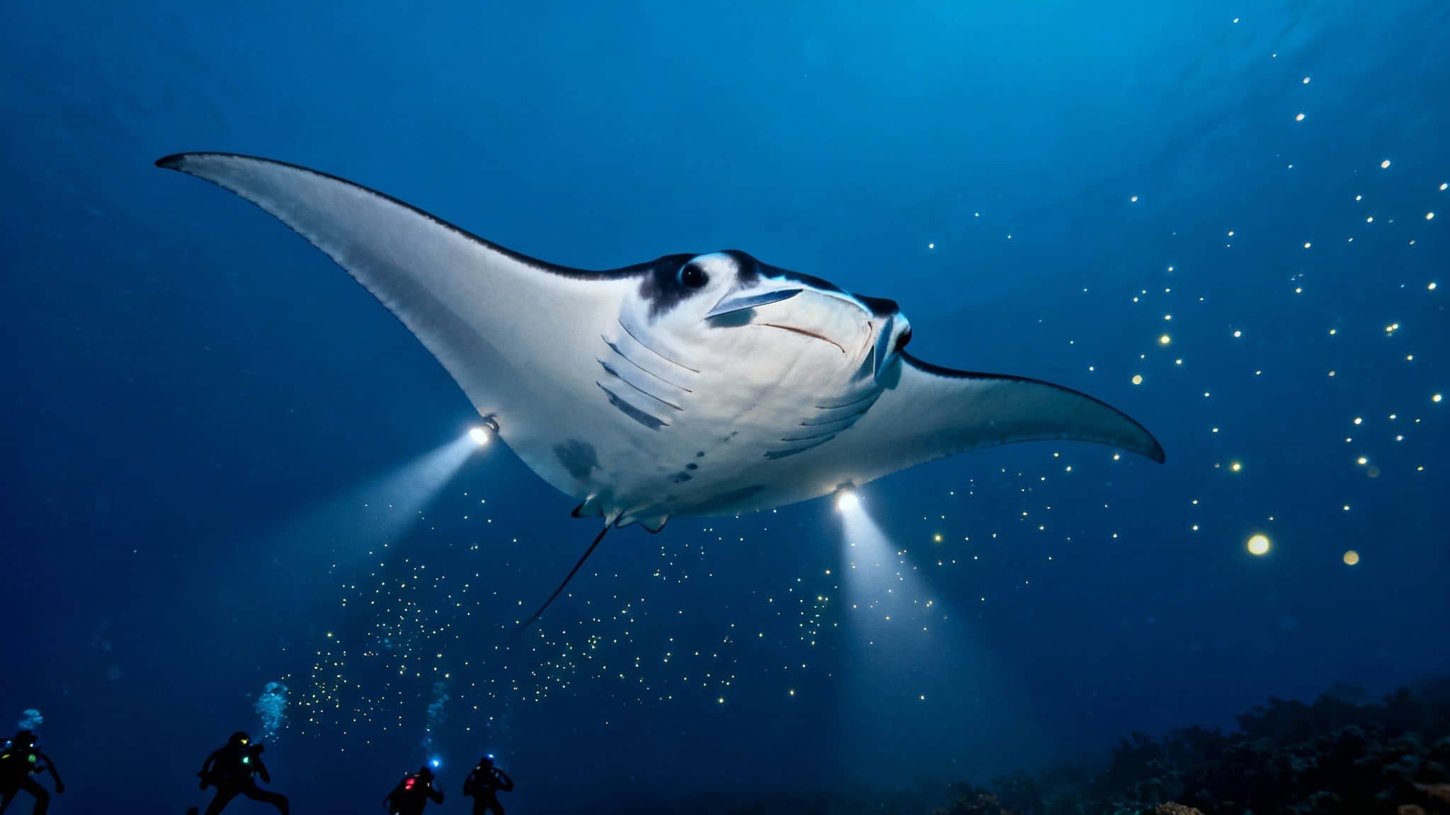 8 Interesting Facts About Manta Rays You Need to Know in 2026
