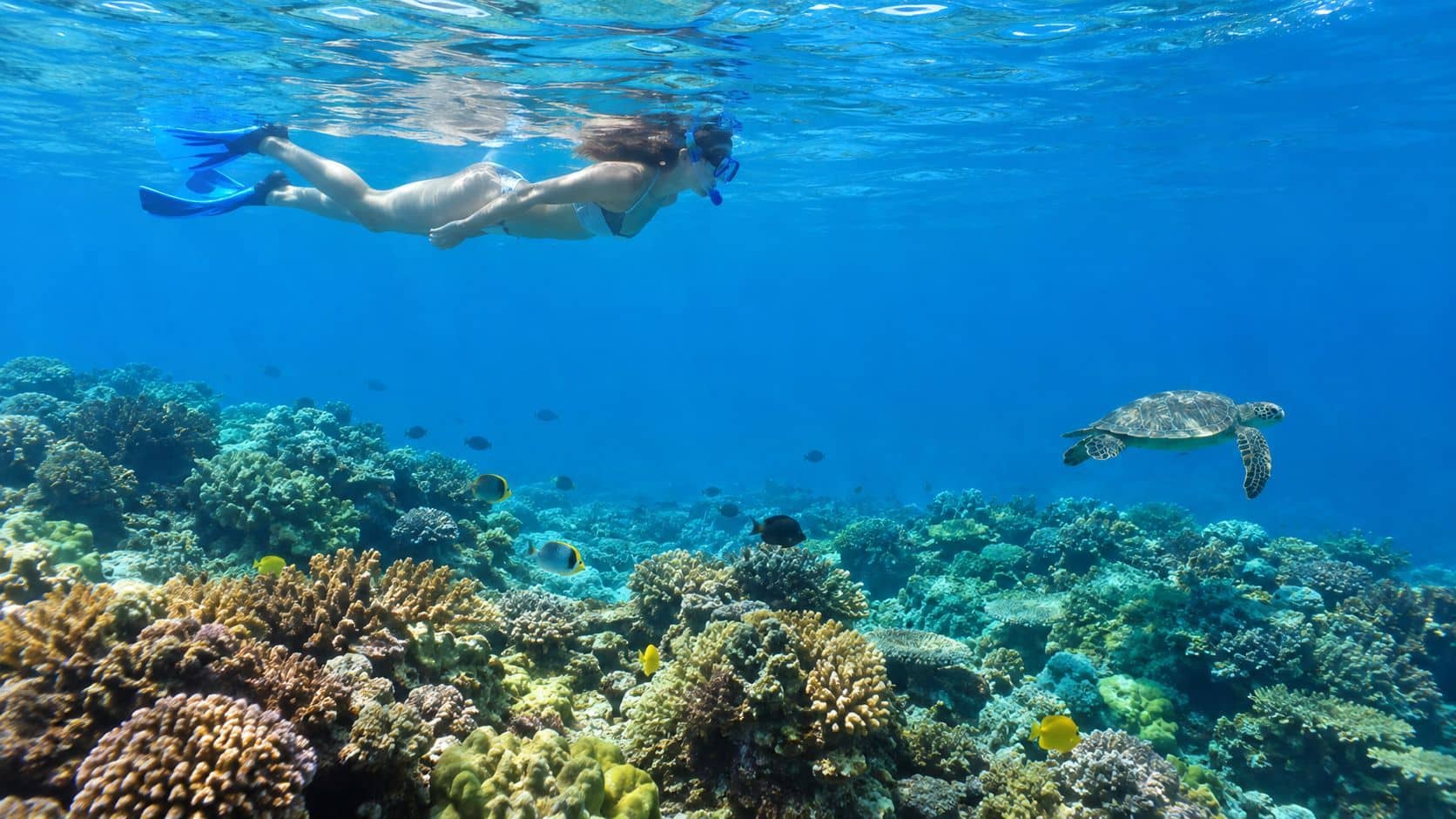 A snorkeler swims near a sea turtle above a colorful coral reef in clear blue water