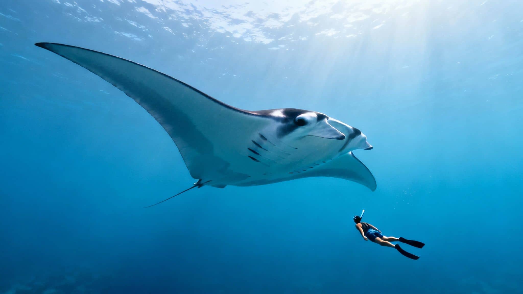 A majestic manta ray swims gracefully in clear blue water, observed by a freediver.