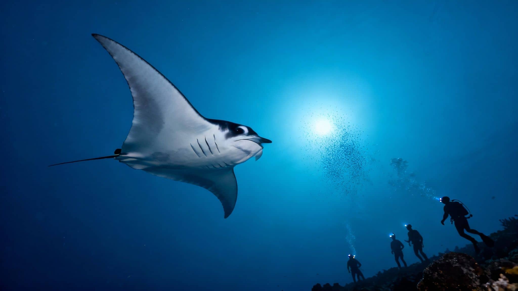 A manta ray swims gracefully at night, illuminated by underwater lights.