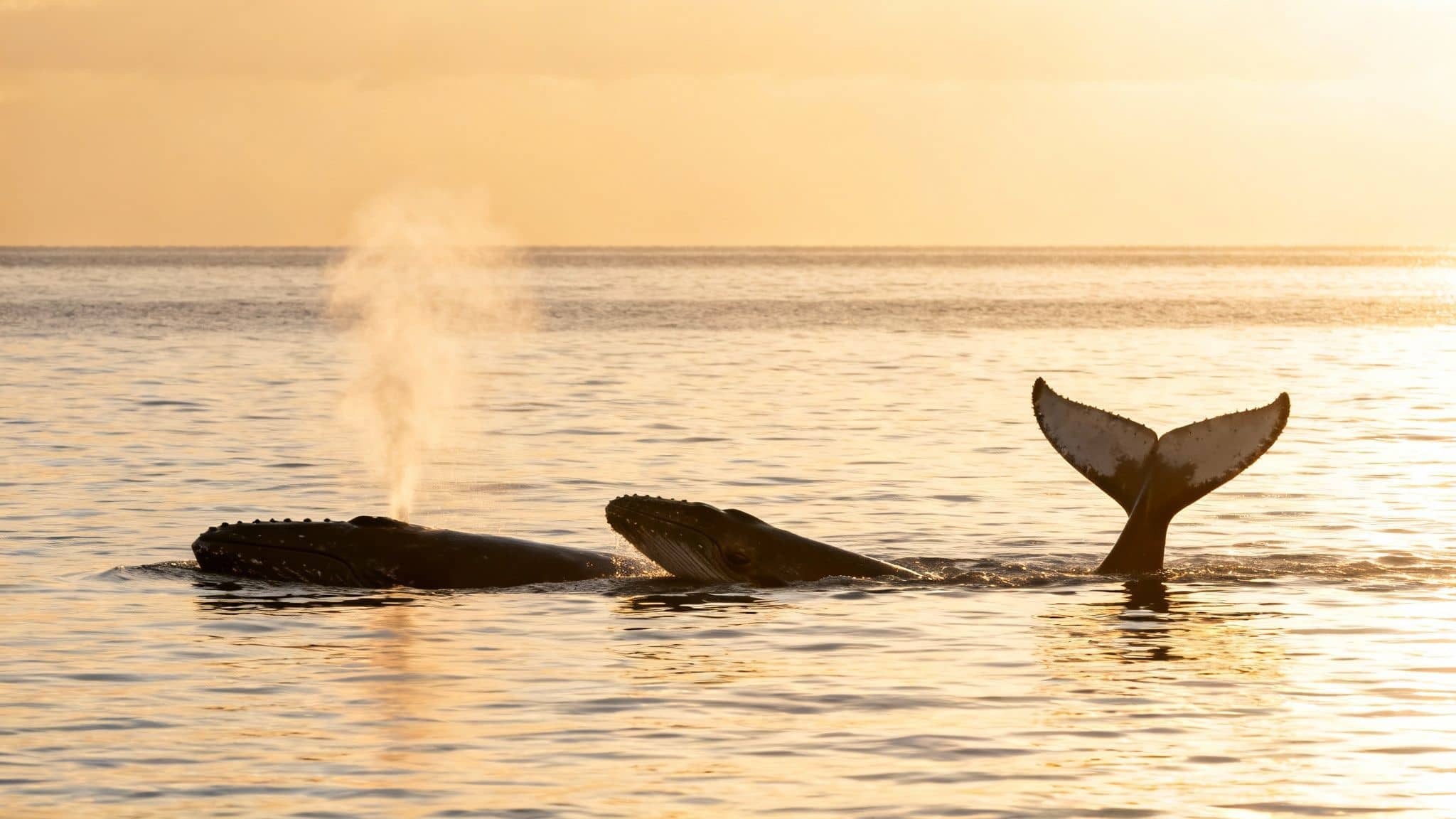Three whales interacting in golden ocean water at sunset, one spouting, one raising its head, and a third showing its tail.